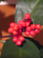 c0158033_954315.jpg