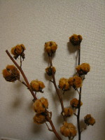 c0158033_9583880.jpg
