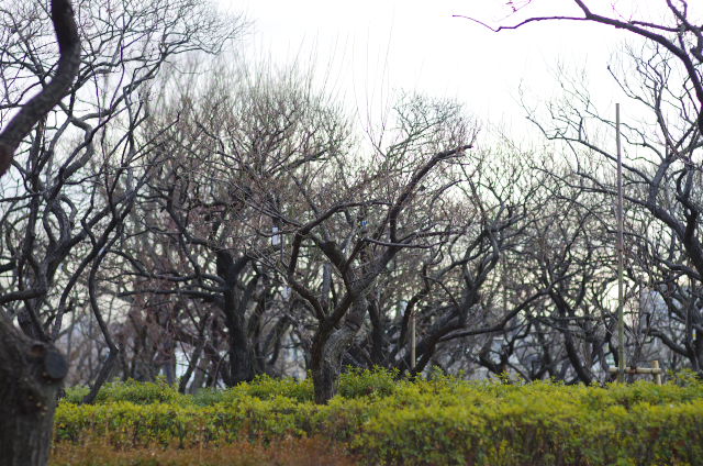 梅が丘＝羽根木公園　1/28＝_b0177347_21511051.jpg