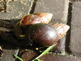 カタツムリの交尾 あけっぴろげてあらいざらいのあるがまま カタツムリの交尾 あけっぴろげてあらいざらいのあるがまま