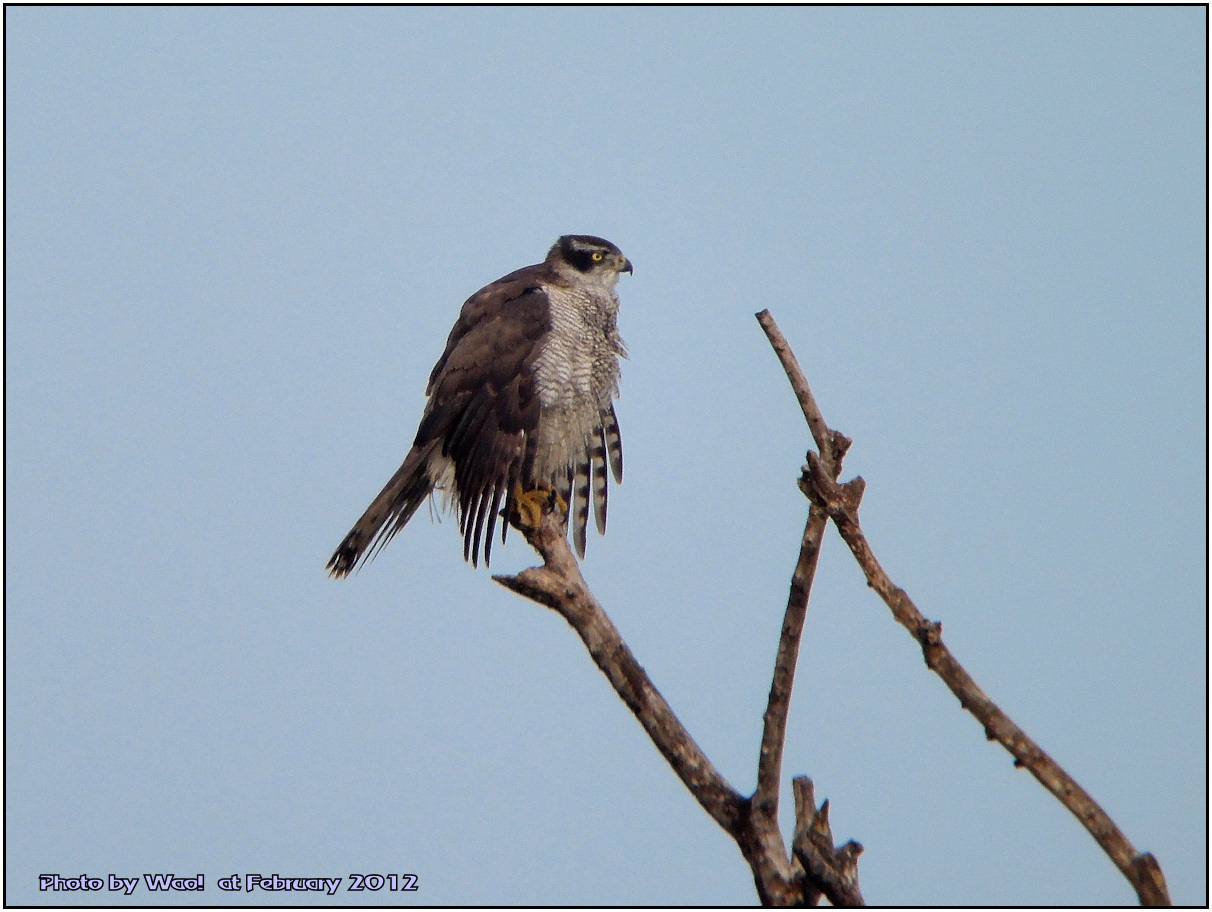 オオタカの成鳥_c0198669_22425899.jpg