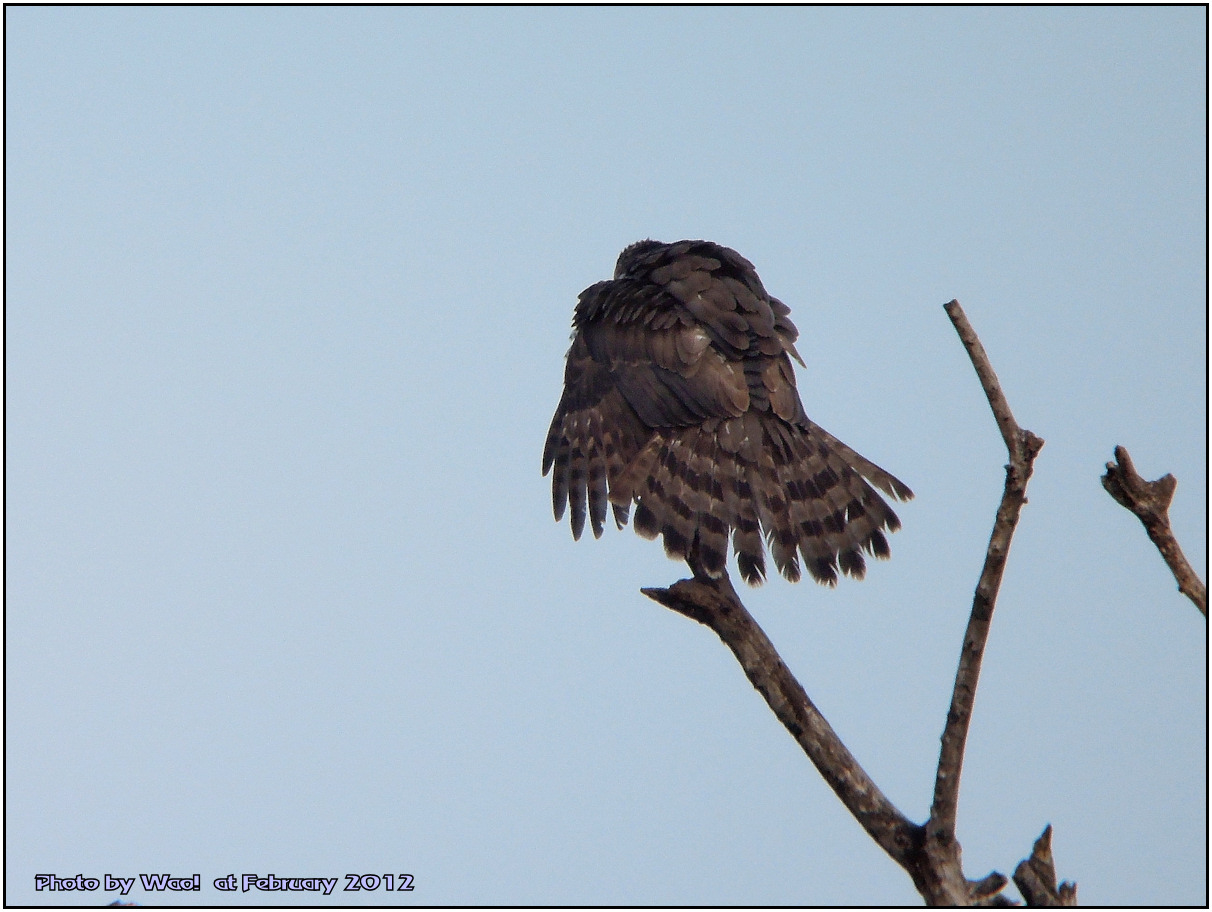 オオタカの成鳥_c0198669_22431216.jpg