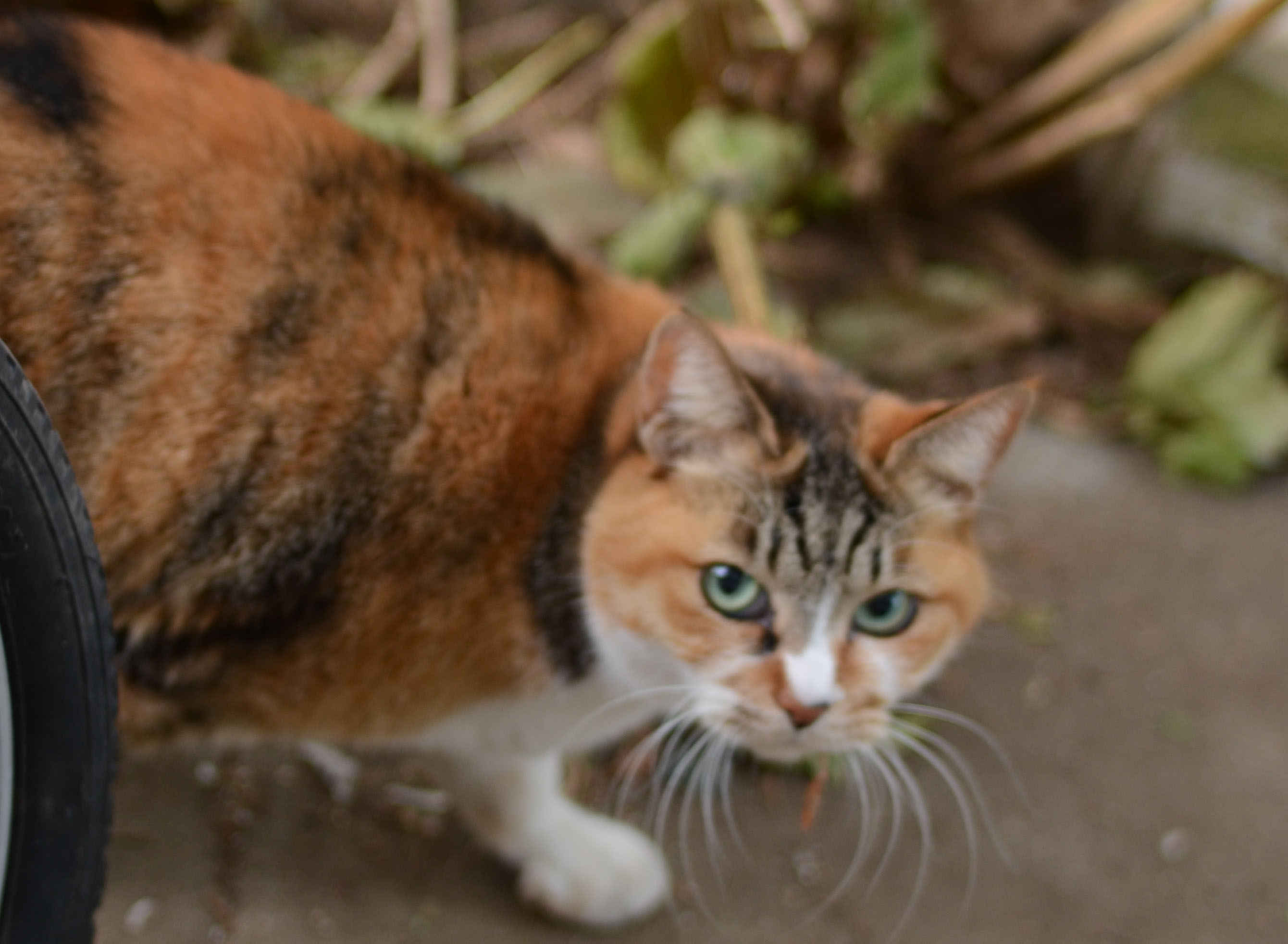 ねこがいること_b0194880_1353847.jpg