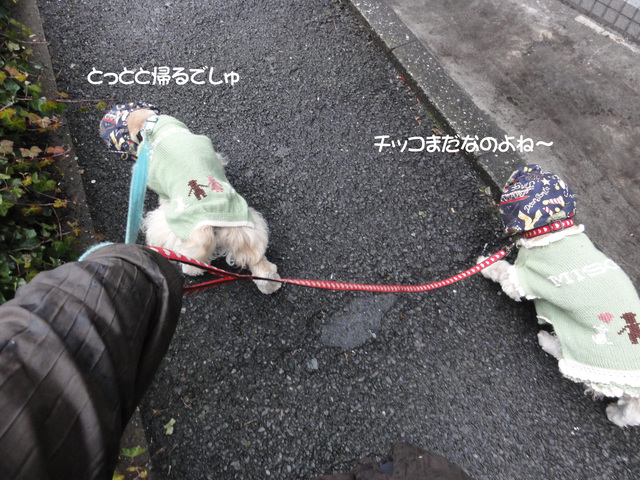 雨の日散歩の実状_f0218182_159259.jpg