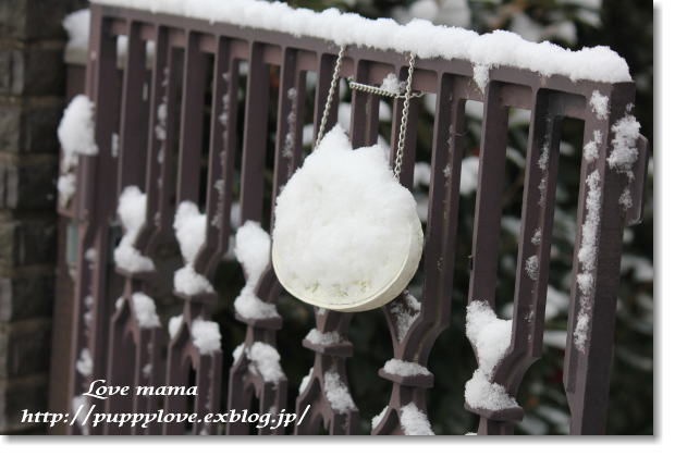 アトム君の失踪の私の気持ち・・・・・・・そして雪!!_b0136683_10365083.jpg