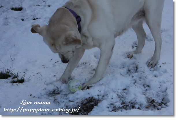 アトム君の失踪の私の気持ち・・・・・・・そして雪!!_b0136683_10413117.jpg