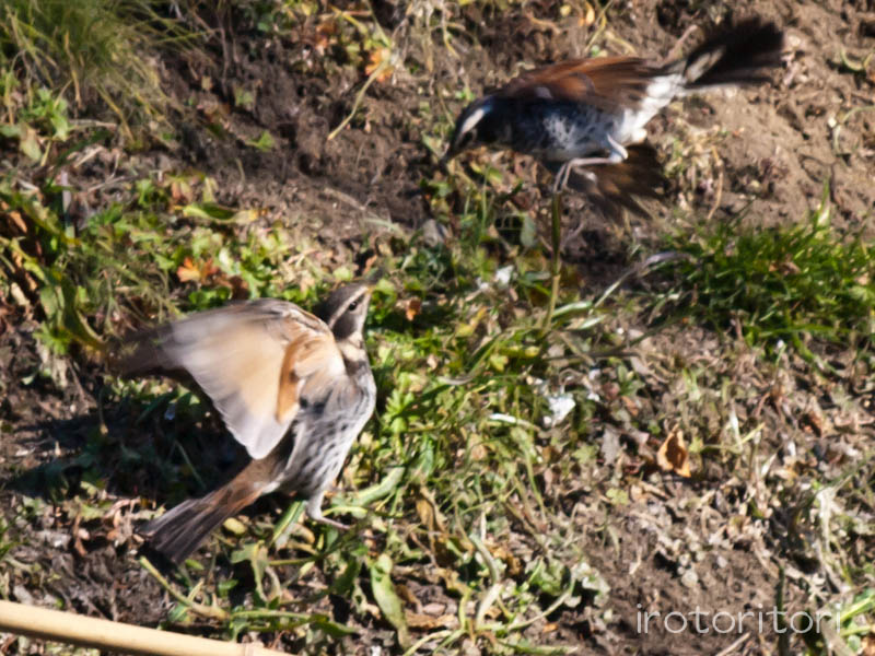 根川緑道　ツグミ　　2012/02/04_d0146592_23565229.jpg