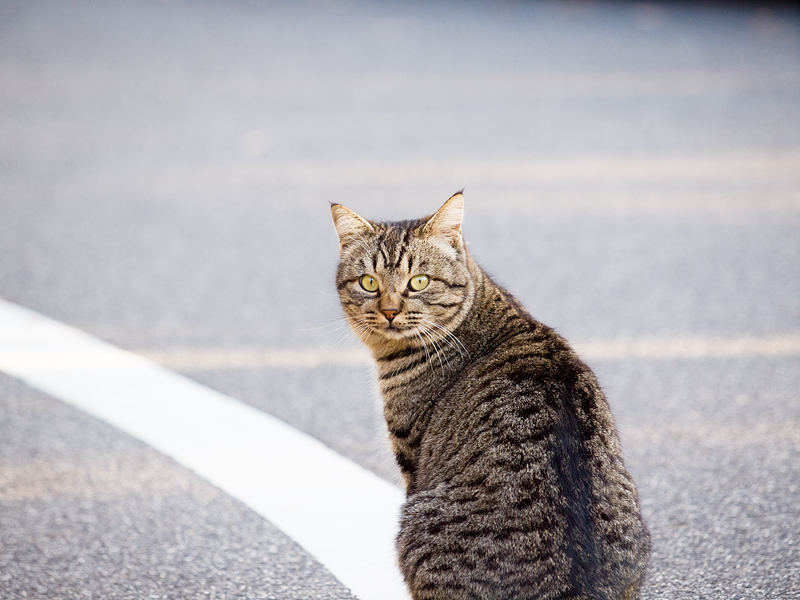 広島の猫#1130_c0191394_9442227.jpg