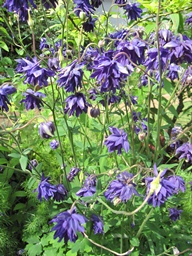 c0117898_17502619.jpg