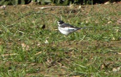 畑のセグロセキレイ Japanese Wagtail_f0206939_21565672.jpg