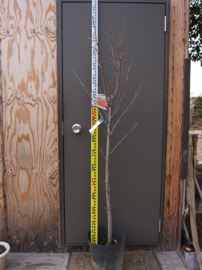 陽光桜 ヨウコウザクラ 桜 苗木 販売 画像 写真 値段 価格 庭木 安行 植木 田中園 Shop Tanakaen Jp Web Magazine