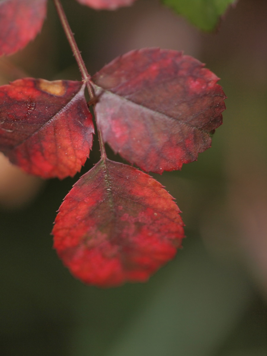 赤塚植物園－1　　　017）_c0068050_235846100.jpg