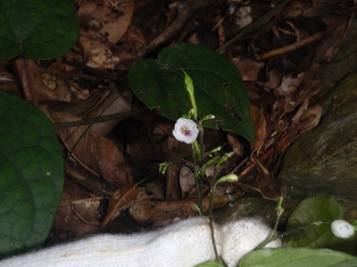 c0180460_19401460.jpg