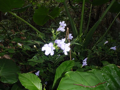 c0180460_194138.jpg