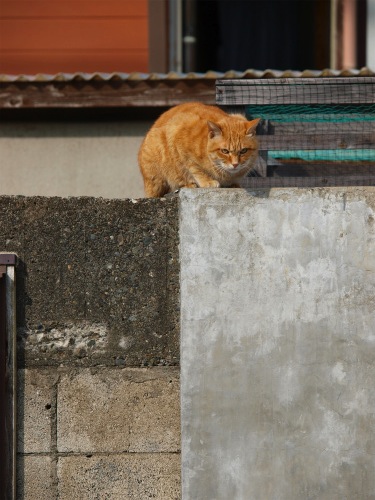 田舎暮らし_a0001562_1535872.jpg