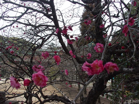 b0194872_2015162.jpg
