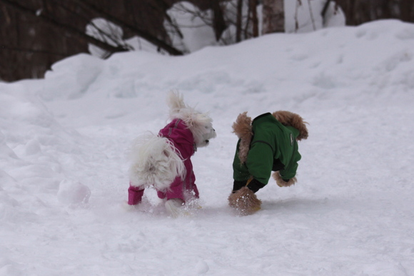 「犬と森林浴」_e0133273_111627.jpg