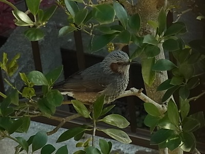 揺れに備えて滑り止めシートと・名も知らぬ野鳥・_c0209377_21212412.jpg