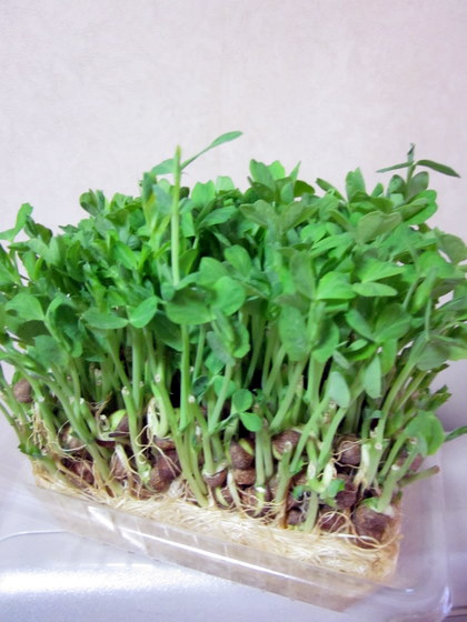 sayur hijau (野菜）_a0142883_1520234.jpg