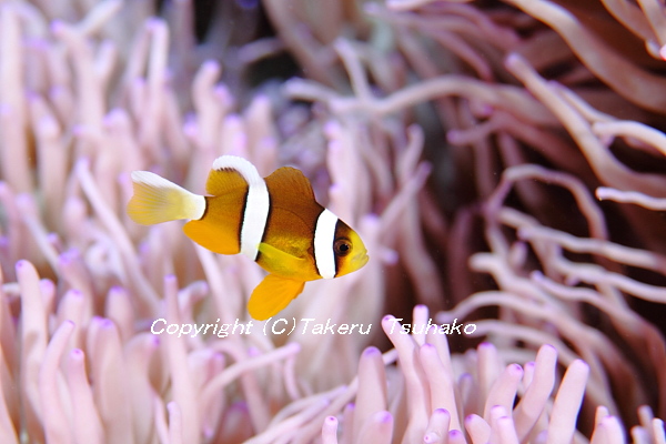 宅配便配送 スズメダイ科 クマノミ オスメス各１匹 10 12cm Clarkii Amphiprion 沖縄産 ペア 観賞魚生体