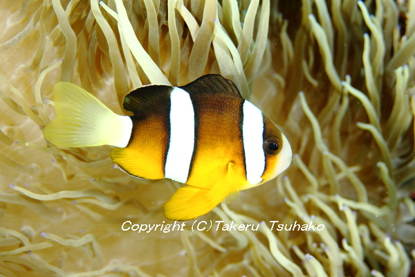 宅配便配送 スズメダイ科 クマノミ オスメス各１匹 10 12cm Clarkii Amphiprion 沖縄産 ペア 観賞魚生体