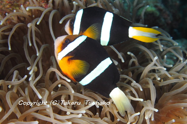 宅配便配送 スズメダイ科 クマノミ オスメス各１匹 10 12cm Clarkii Amphiprion 沖縄産 ペア 観賞魚生体