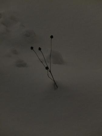 e0113915_8183082.jpg