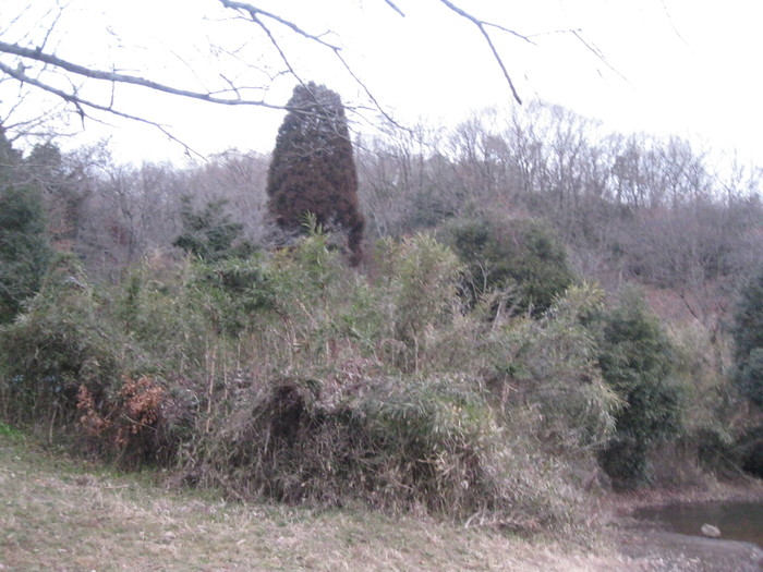 野生の生活☆_a0125419_10393861.jpg