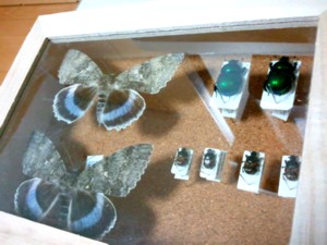 100均の標本箱 些昆虫記 100均の標本箱 些昆虫記