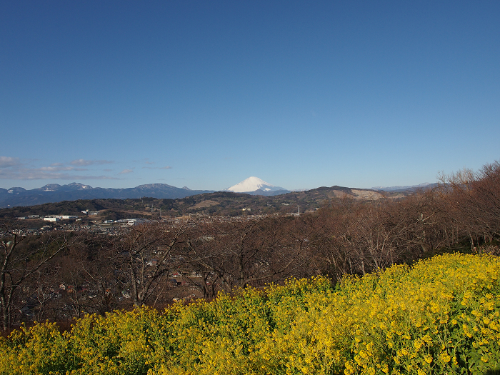 鎌倉散歩　#19 －二宮・吾妻山公園－ _b0169330_21561657.jpg