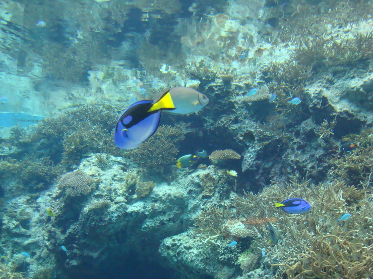 沖縄旅行2012☆4日目②（沖縄美ら海水族館）_a0046339_21591510.jpg