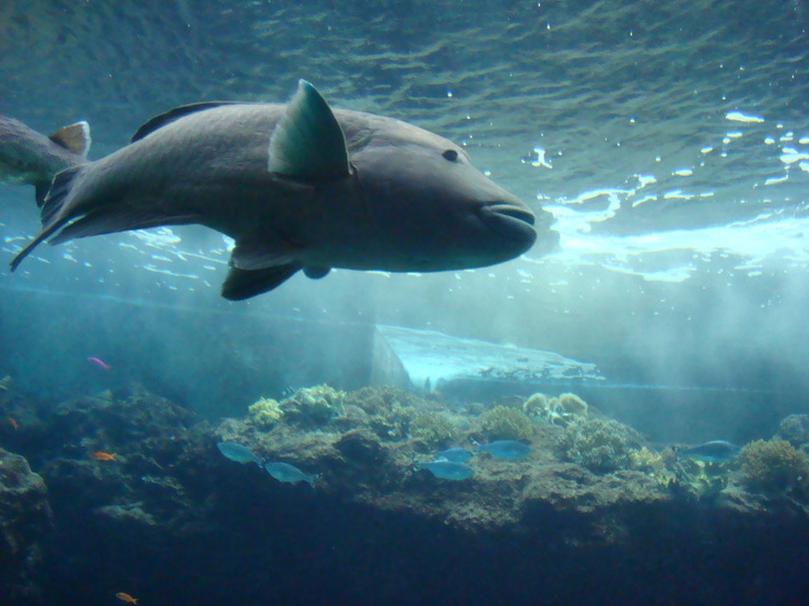 沖縄旅行2012☆4日目②（沖縄美ら海水族館）_a0046339_2201322.jpg