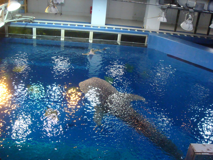 沖縄旅行2012☆4日目②（沖縄美ら海水族館）_a0046339_2245377.jpg