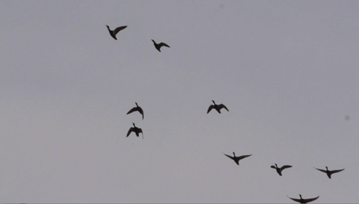 a0056140_17450100.gif