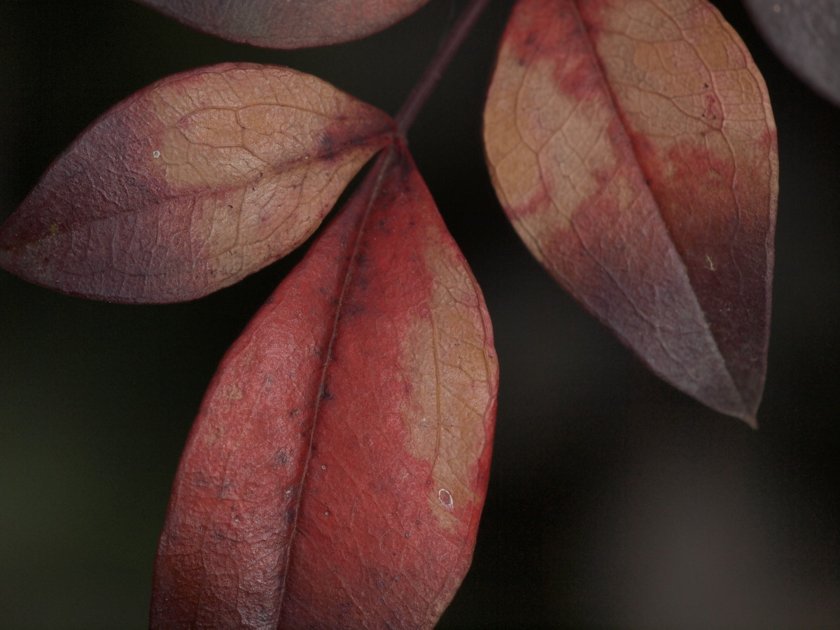 赤塚植物園－1　　　017）_c0068050_0164312.jpg