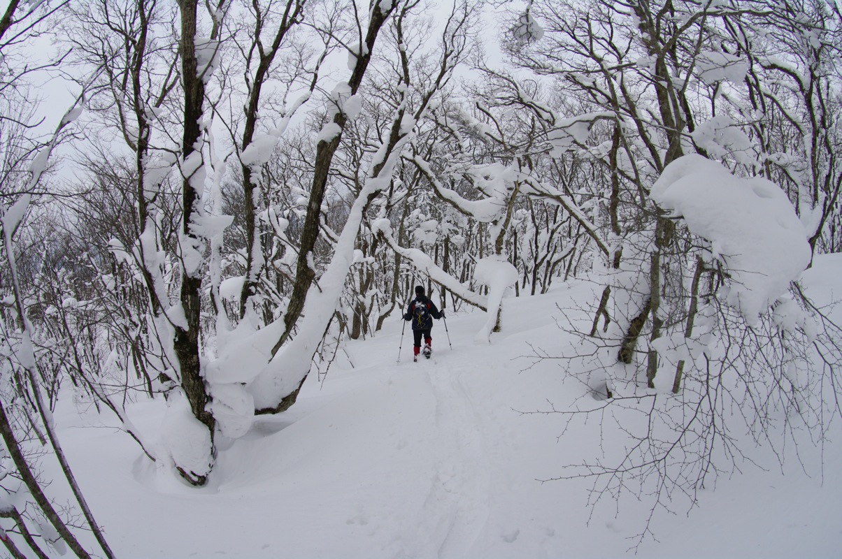 広島県民の森スノーシューハイク（毛無山）_a0009554_23144532.jpg