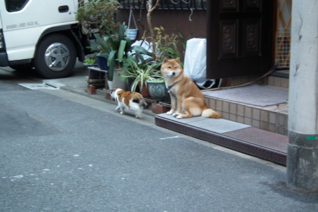 犬猫の仲_b0017899_705233.jpg