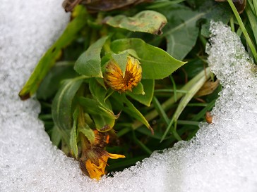 雪の中のカレンジュラの花_b0110999_16112334.jpg