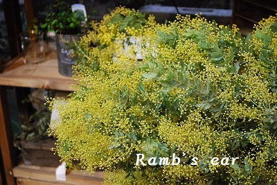 新座市 志木市の花屋 ラムズイヤーです Ramb S Ear ﾗﾑｽﾞｲﾔｰ