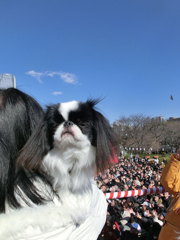 2012年　　節分追儺式in芝増上寺　その２_c0200916_22462844.jpg