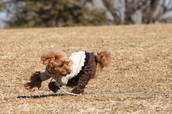 久しぶりの府中の森公園_b0183917_21215067.jpg