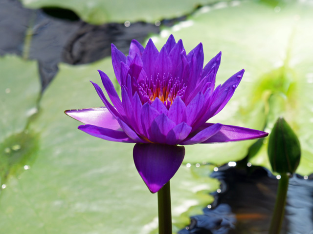 神戸花鳥園・6_e0193624_126951.jpg