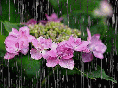 c0106443_14395896.gif