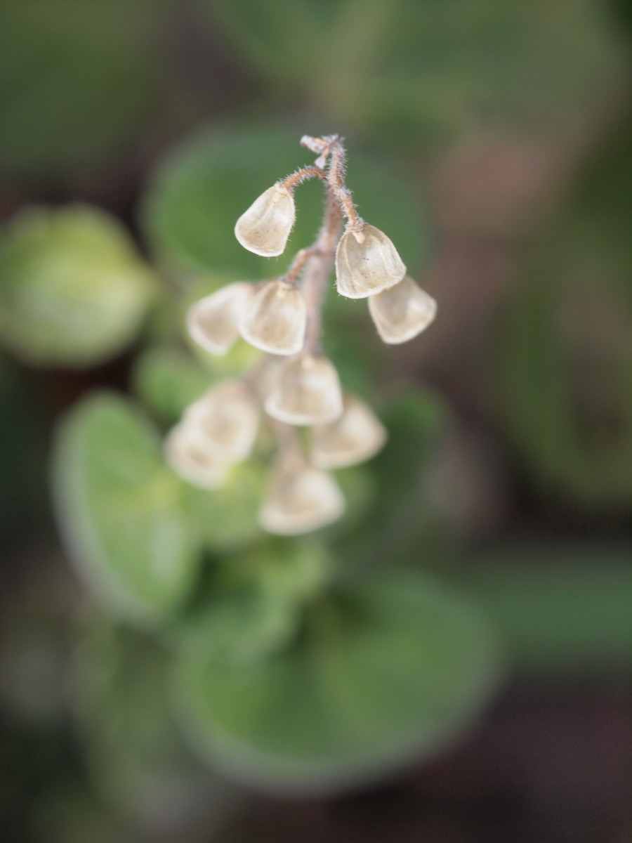 赤塚植物園-2　　　018）_c0068050_22113230.jpg