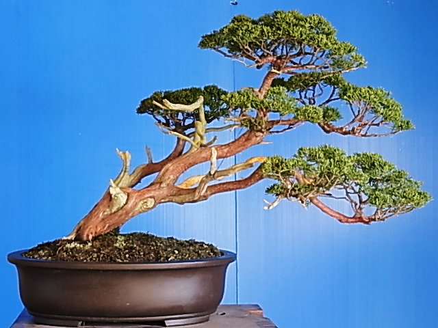 五葉松盆栽 吹き流し