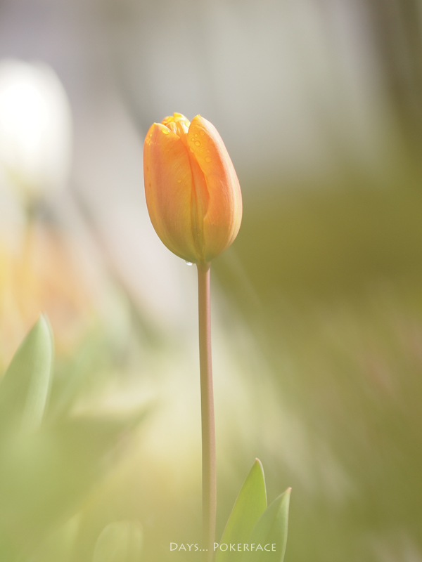 Ice Tulip 05_d0079559_19294895.jpg