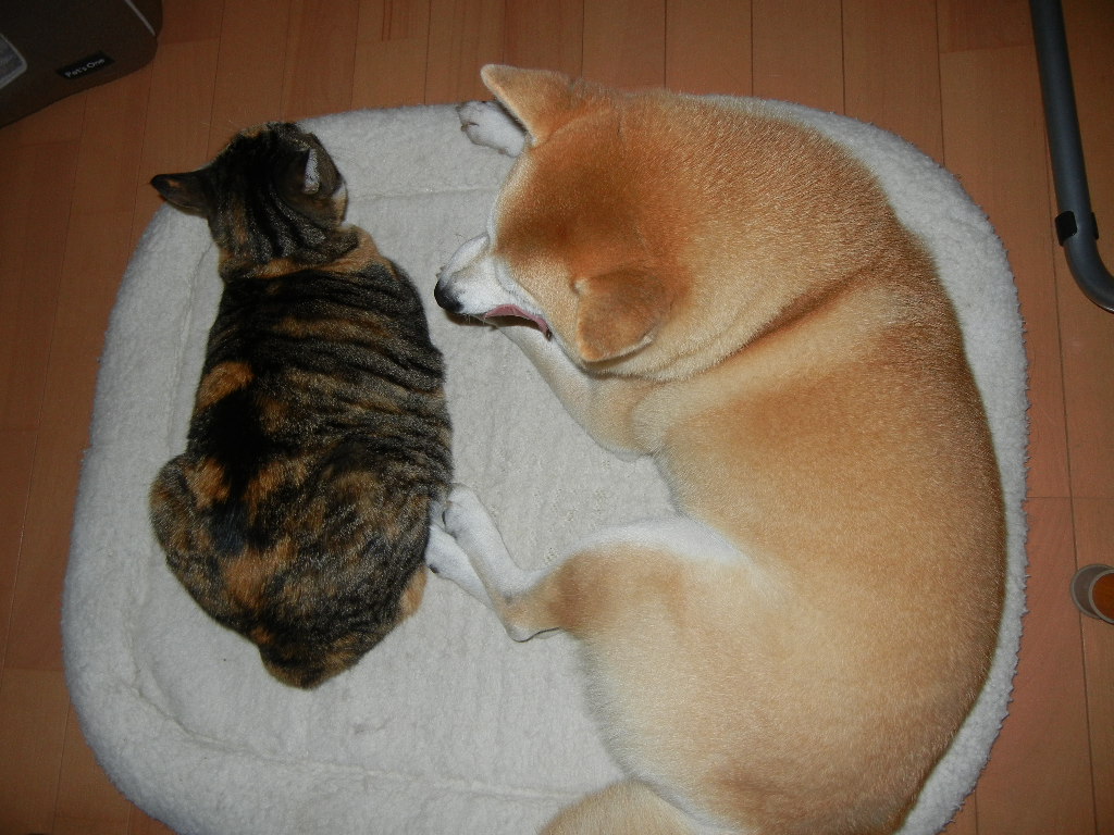 2012年2月7日(火)今日も水彩画だけど・・・_f0060461_11263931.jpg