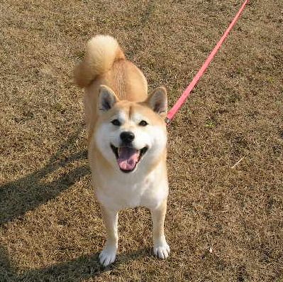 2012年2月7日(火)今日も水彩画だけど・・・_f0060461_11313323.jpg