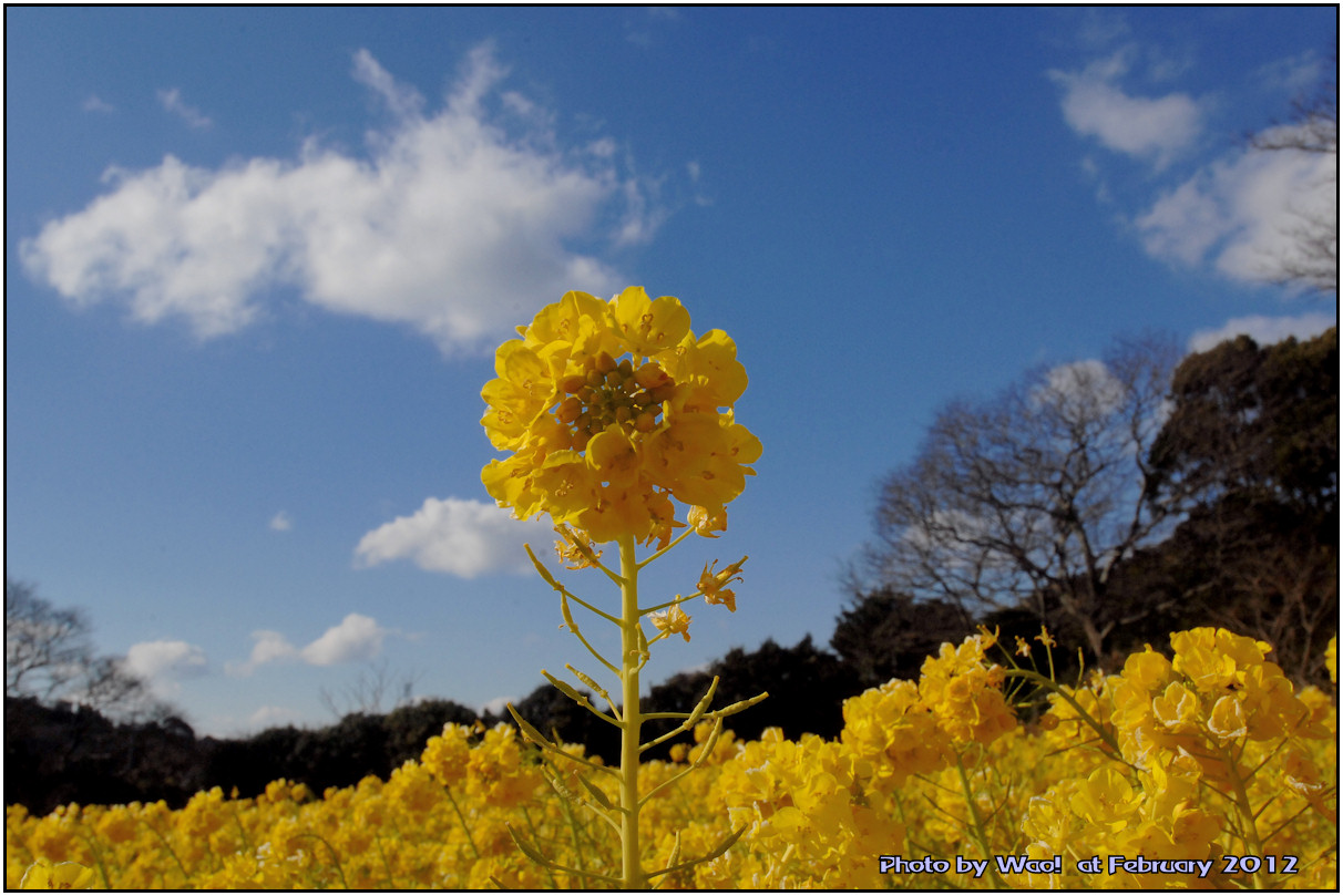 菜の花と風景_c0198669_1034142.jpg