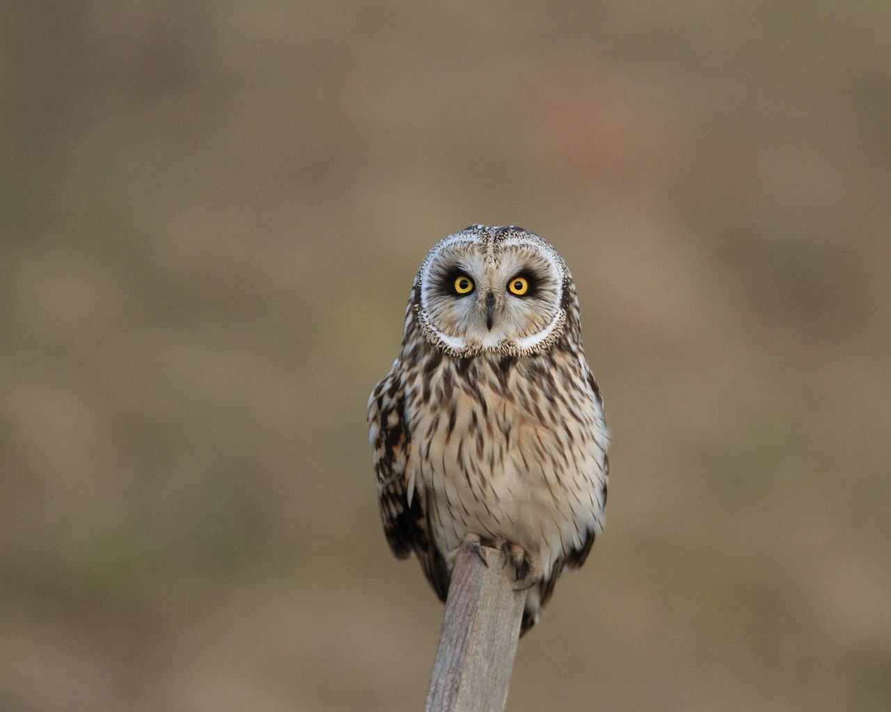 コミミズクまた別の個体のとまり物 可愛いフクロウ類のフリー壁紙 Life With Birds 3